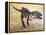 Giganotosaurus Dinosaur Skeleton-Stocktrek Images-Framed Stretched Canvas