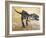 Giganotosaurus Dinosaur Skeleton-Stocktrek Images-Framed Art Print