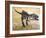 Giganotosaurus Dinosaur Skeleton-Stocktrek Images-Framed Art Print