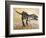 Giganotosaurus Dinosaur Skeleton-Stocktrek Images-Framed Art Print