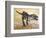 Giganotosaurus Dinosaur Skeleton-Stocktrek Images-Framed Premium Giclee Print