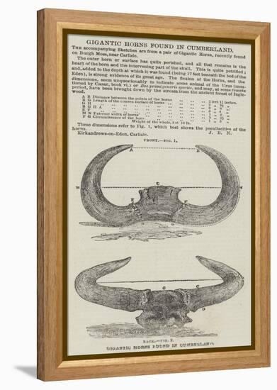 Gigantic Horns Found in Cumberland-null-Framed Premier Image Canvas