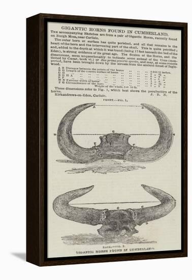 Gigantic Horns Found in Cumberland-null-Framed Premier Image Canvas