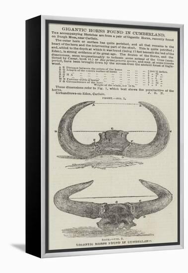 Gigantic Horns Found in Cumberland-null-Framed Premier Image Canvas