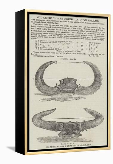 Gigantic Horns Found in Cumberland-null-Framed Premier Image Canvas