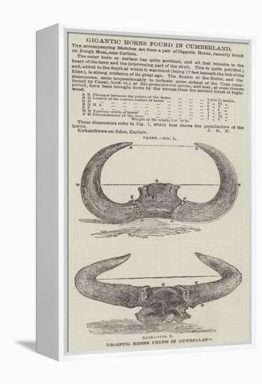 Gigantic Horns Found in Cumberland-null-Framed Premier Image Canvas