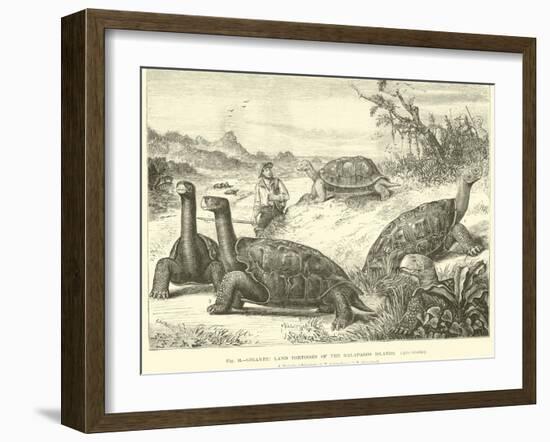 Gigantic Land Tortoises of the Galapagos Islands-null-Framed Giclee Print