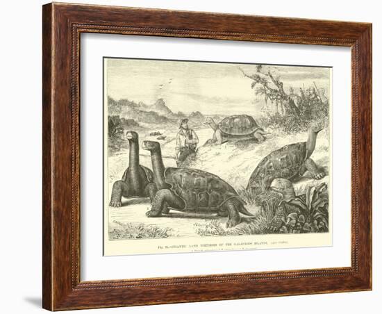 Gigantic Land Tortoises of the Galapagos Islands-null-Framed Giclee Print