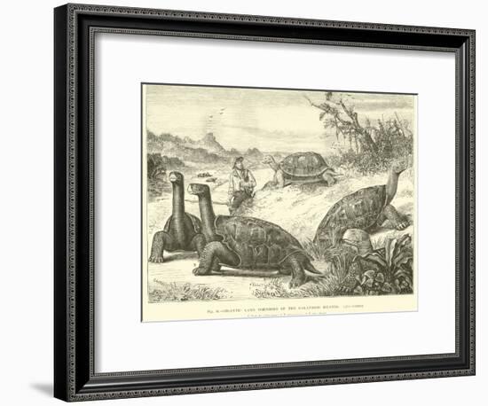 Gigantic Land Tortoises of the Galapagos Islands-null-Framed Giclee Print