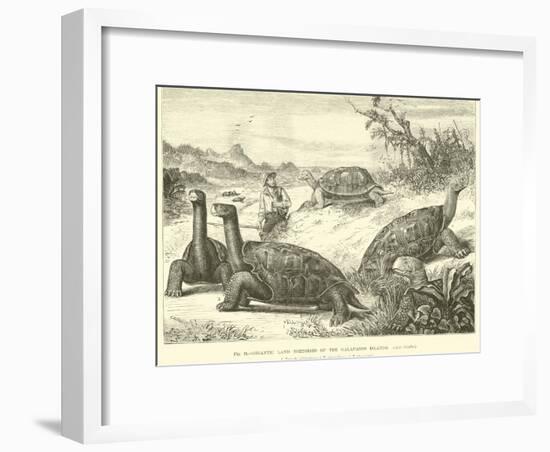 Gigantic Land Tortoises of the Galapagos Islands-null-Framed Giclee Print