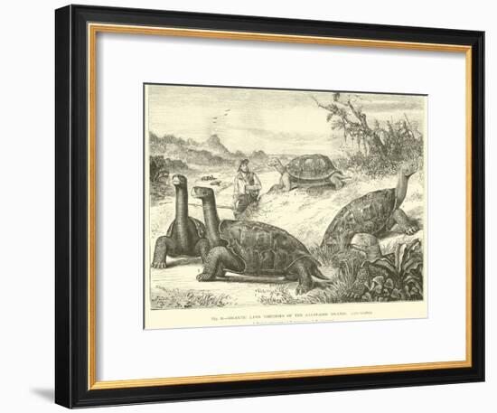 Gigantic Land Tortoises of the Galapagos Islands-null-Framed Giclee Print