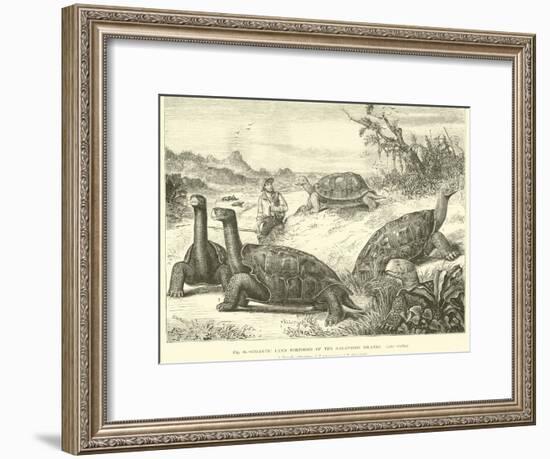 Gigantic Land Tortoises of the Galapagos Islands-null-Framed Giclee Print