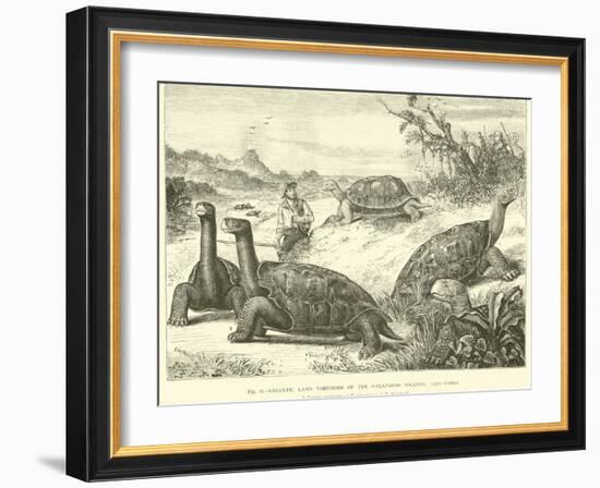 Gigantic Land Tortoises of the Galapagos Islands-null-Framed Giclee Print