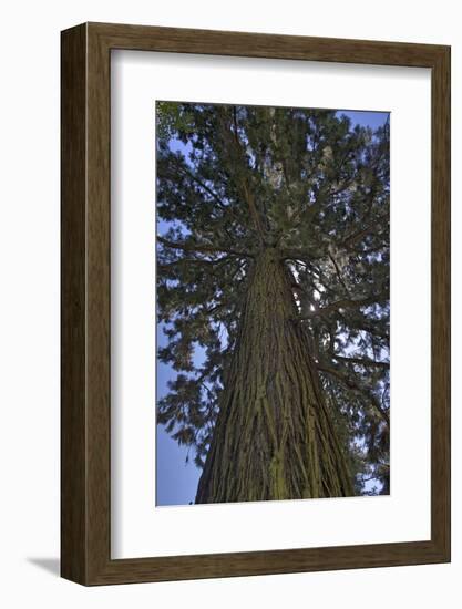 Gigantic sequoia, Sequoiadendron giganteum, island Mainau, Lake of Constance, Germany-Christian Zappel-Framed Photographic Print