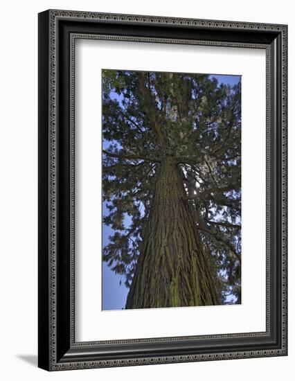 Gigantic sequoia, Sequoiadendron giganteum, island Mainau, Lake of Constance, Germany-Christian Zappel-Framed Photographic Print