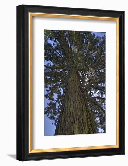 Gigantic sequoia, Sequoiadendron giganteum, island Mainau, Lake of Constance, Germany-Christian Zappel-Framed Photographic Print