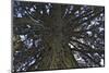 Gigantic sequoia, Sequoiadendron giganteum, island Mainau, Lake of Constance, Germany-Christian Zappel-Mounted Photographic Print