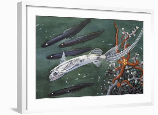 Gigantura or Chun's Telescopefish (Gigantura Vorax or Gigantura Chuni), Giganturidae-null-Framed Giclee Print