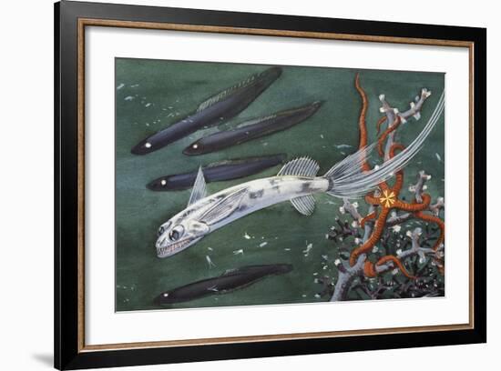 Gigantura or Chun's Telescopefish (Gigantura Vorax or Gigantura Chuni), Giganturidae-null-Framed Giclee Print