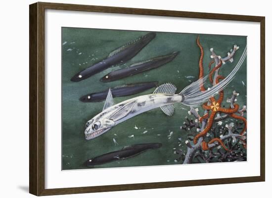 Gigantura or Chun's Telescopefish (Gigantura Vorax or Gigantura Chuni), Giganturidae-null-Framed Giclee Print