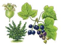 Blackcurrant (Ribes Nigrum)-Giglioli E.-Giclee Print