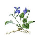 Blackcurrant (Ribes Nigrum)-Giglioli E.-Giclee Print