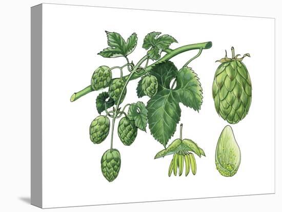 Stretched Canvas Print, , large