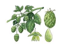 Blackcurrant (Ribes Nigrum)-Giglioli E.-Giclee Print