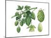 Giclee Print