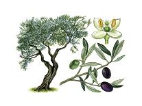 Olive (Olea Europaea)-Giglioli E.-Giclee Print