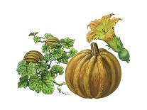 Hop ((Humulus Lupulus)-Giglioli E.-Giclee Print