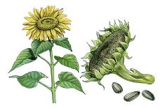 Sunflower (Heliantus Annuus)-Giglioli E.-Giclee Print