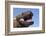 Gila monster (Heloderma suspectum) Arizona, USA. Captive.-Daniel Heuclin-Framed Photographic Print