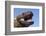 Gila monster (Heloderma suspectum) Arizona, USA. Captive.-Daniel Heuclin-Framed Photographic Print