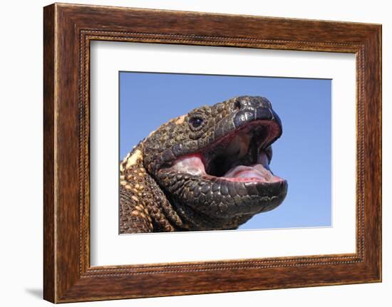 Gila monster (Heloderma suspectum) Arizona, USA. Captive.-Daniel Heuclin-Framed Photographic Print