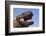 Gila monster (Heloderma suspectum) Arizona, USA. Captive.-Daniel Heuclin-Framed Photographic Print