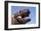 Gila monster (Heloderma suspectum) Arizona, USA. Captive.-Daniel Heuclin-Framed Photographic Print