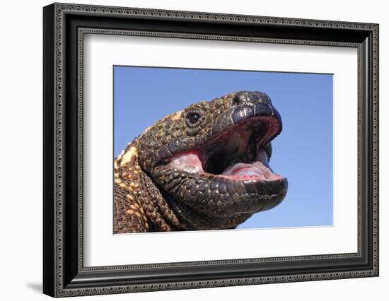 Gila monster (Heloderma suspectum) Arizona, USA. Captive.-Daniel Heuclin-Framed Photographic Print