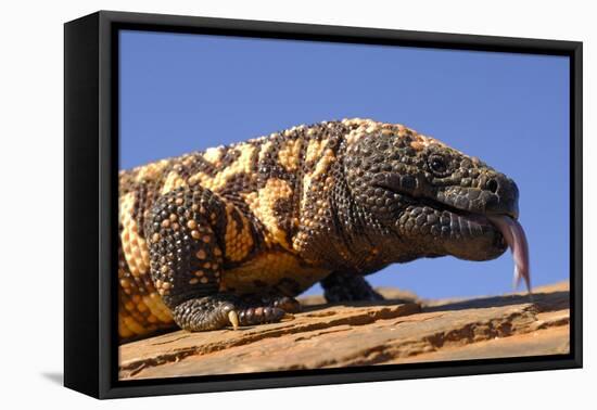 Gila monster (Heloderma suspectum) Arizona, USA. Captive.-Daniel Heuclin-Framed Premier Image Canvas