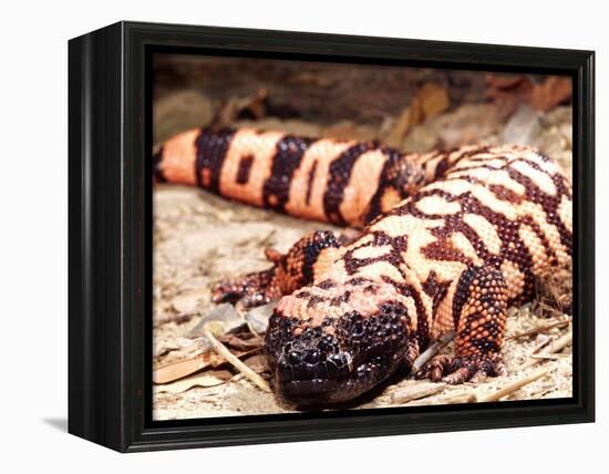 Gila Monster, Native to Southwestern USA-David Northcott-Framed Premier Image Canvas