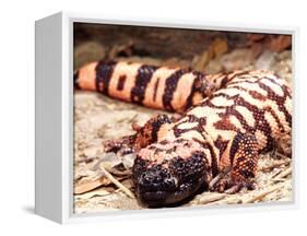 Gila Monster, Native to Southwestern USA-David Northcott-Framed Premier Image Canvas