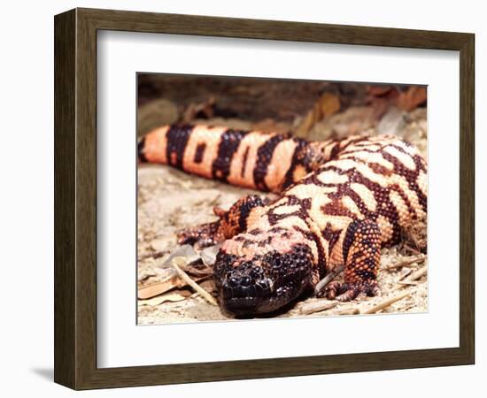 Gila Monster, Native to Southwestern USA-David Northcott-Framed Photographic Print