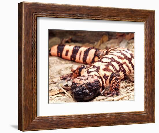 Gila Monster, Native to Southwestern USA-David Northcott-Framed Photographic Print