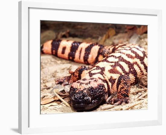 Gila Monster, Native to Southwestern USA-David Northcott-Framed Photographic Print