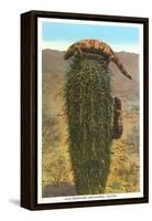 Gila Monsters on Barrel Cactus-null-Framed Stretched Canvas