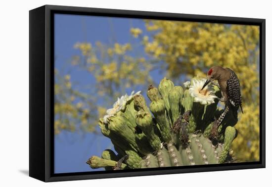 Gila woodpecker feeding on Saguaro blossom nectar, Arizona-John Cancalosi-Framed Premier Image Canvas