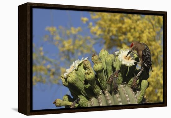 Gila woodpecker feeding on Saguaro blossom nectar, Arizona-John Cancalosi-Framed Premier Image Canvas