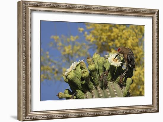 Gila woodpecker feeding on Saguaro blossom nectar, Arizona-John Cancalosi-Framed Photographic Print