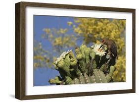 Gila woodpecker feeding on Saguaro blossom nectar, Arizona-John Cancalosi-Framed Photographic Print