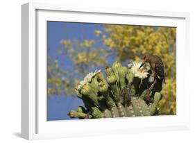 Gila woodpecker feeding on Saguaro blossom nectar, Arizona-John Cancalosi-Framed Photographic Print